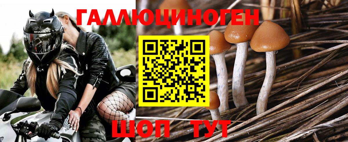 Реж  Галлюциногенные грибы MAGIC MUSHROOMS  Псилоцибиновые грибы мицелий  где купить   Вход с VPN 